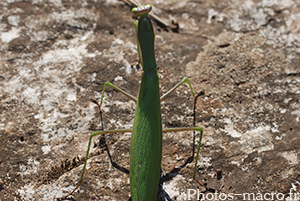 Mantis religiosa